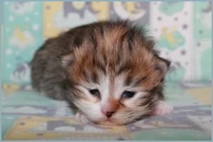 Female Siberian Kitten from Deedlebug Siberians